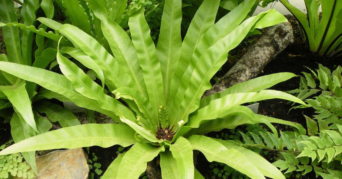 asplenium