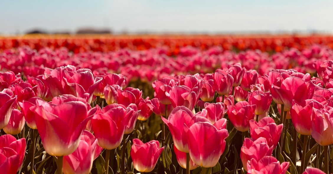 Festival des tulipes d'Italie 2026