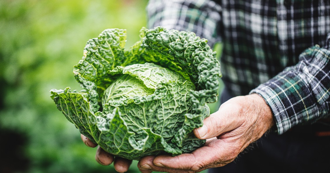 eliminare parassiti cavoli