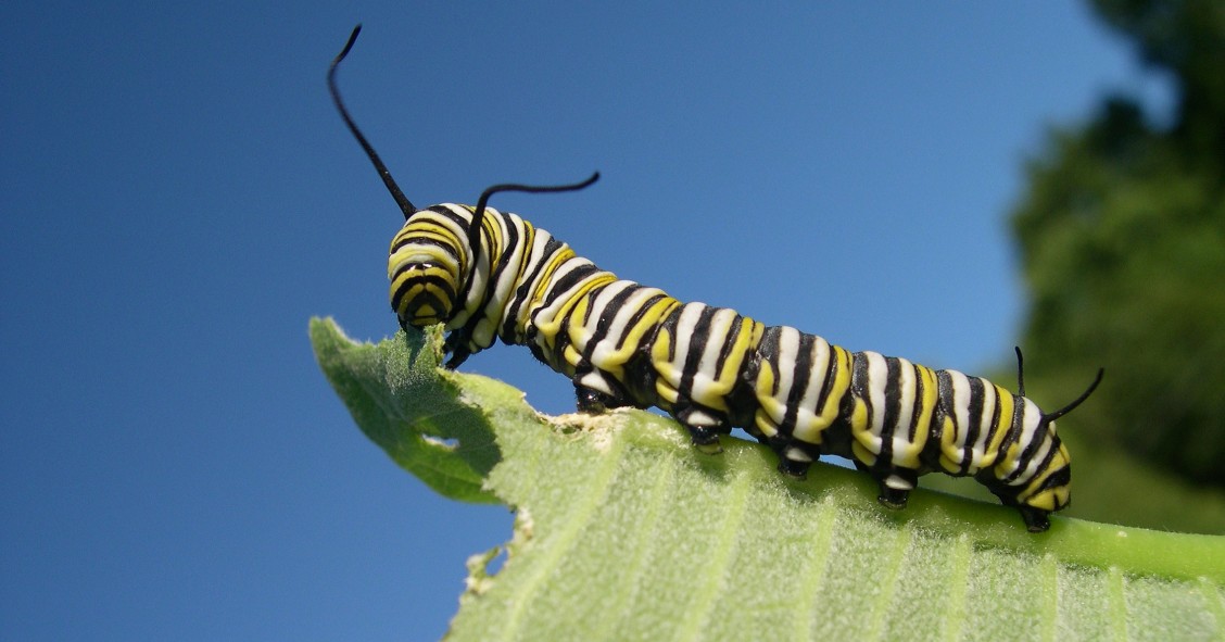 come eliminare i bruchi dalle piante
