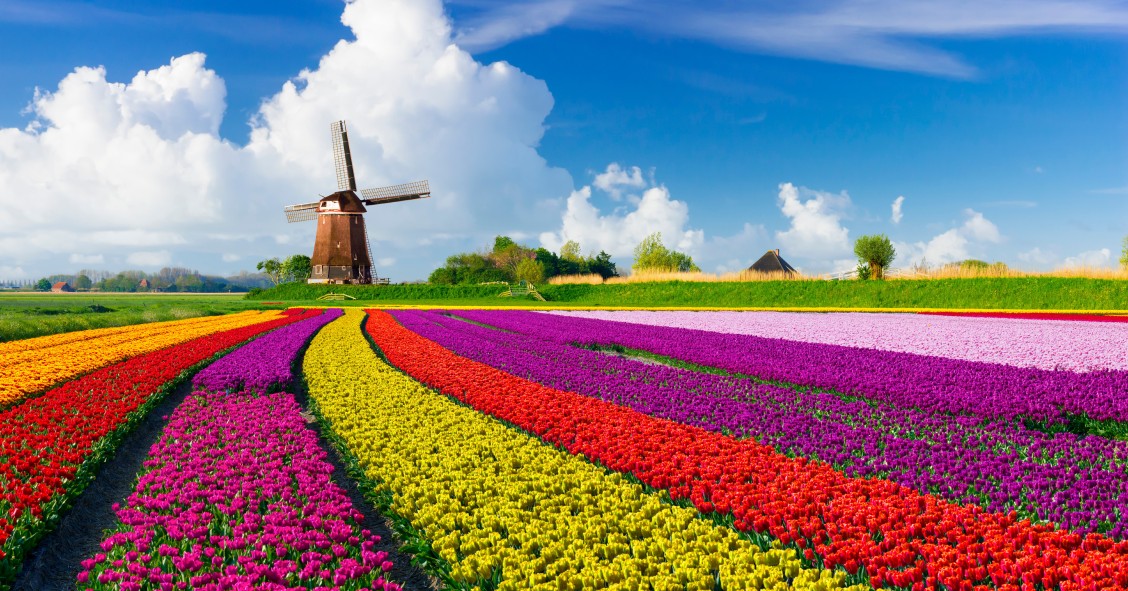 fioriture primaverili nel mondo