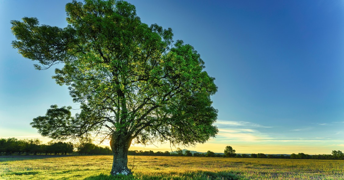 coltivare il frassino