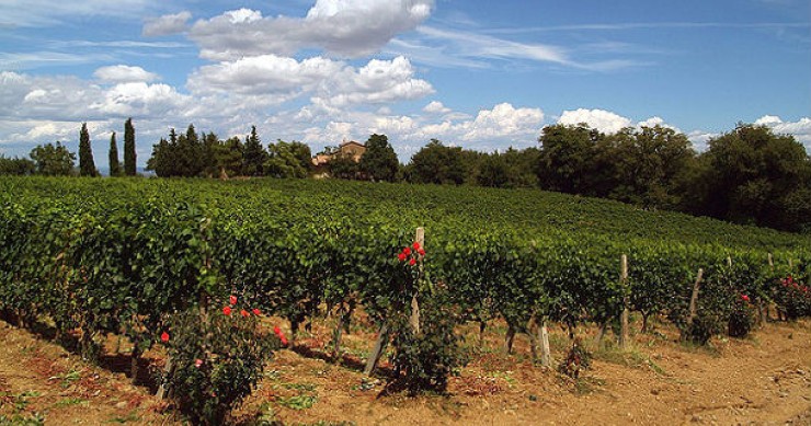 L'Italia è il primo produttore di vino al mondo. Ma in francia non si scompongono