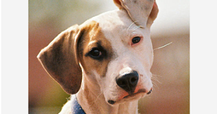 Cani e gatti in condominio, via i divieti?