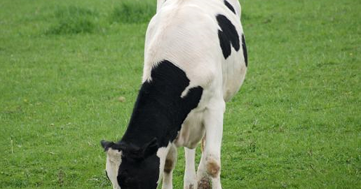 Il ciclo immobiliare: 6 anni di vacche grasse e 5 di vacche magre (grafico)