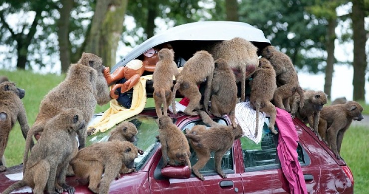 Last day imu: il codacons denuncia disservizi e confusione tra i cittadini