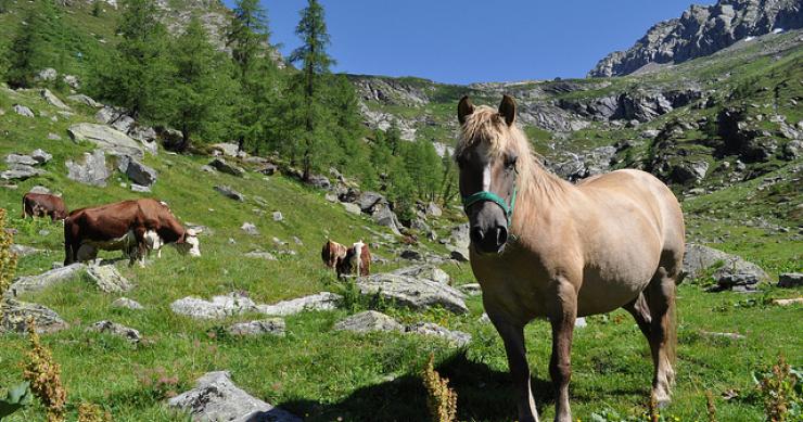 Carne equina, è la crisi che porta i cavalli al macello