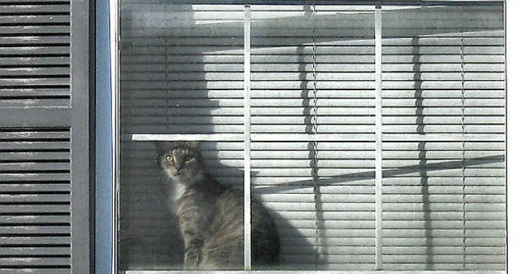 7 regole da seguire se si vuol tenere un animale domestico nel condominio