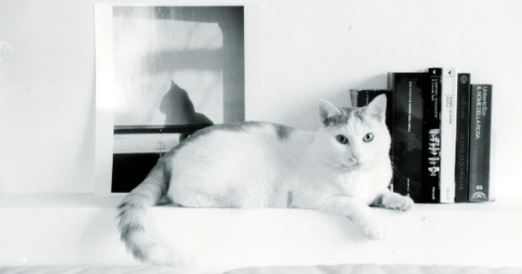 Trovare casa in affitto se si hanno animali domestici