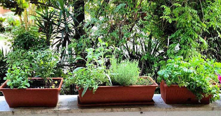 foto: diego cosenza (flickr.com cc) Come creare un orto di piante aromatiche in casa