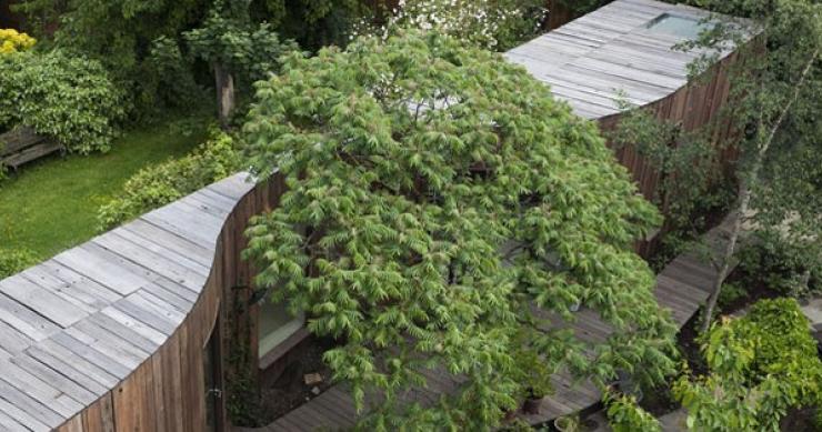 A londra c'è una casa che abbraccia un albero, un esempio di perfetta fusione tra architettura e natura (fotogallery)