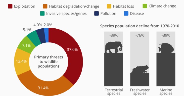 Immagine del giorno: in trent'anni è scomparsa la metà della vita selvaggia