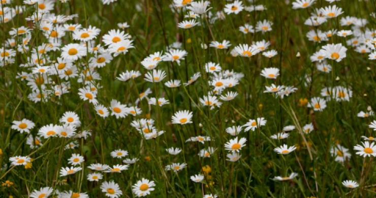 Presentate le linee guida per l'investimento immobiliare sostenibile e responsabile, le indicazioni e i casi di studio