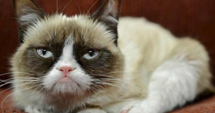 Il business del web, ecco come la proprietaria del "grumpy cat" ha guadagnato 100 milioni di dollari in due anni