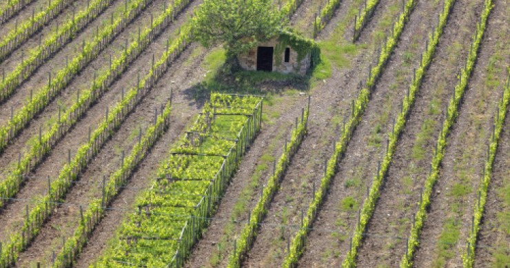 Imu agricola, il tar fa dietrofront sulla sospensiva: è rischio scadenza per il 26 gennaio