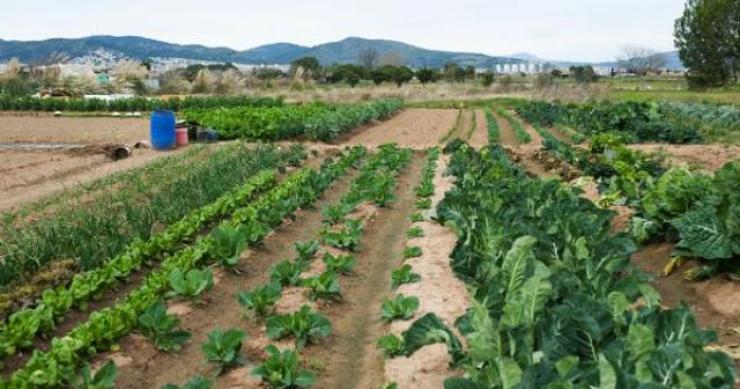 Imu agricola 2015, i chiarimenti del Ministero (scarica pdf)