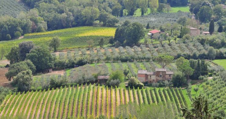 Vigneti, oliveti e corsi di cucina: come mettere a frutto una proprietà nelle campagne italiane