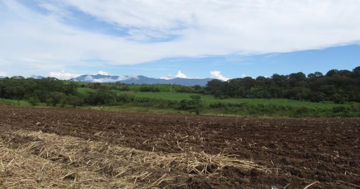 Imu terreni agricoli 2020: le informazioni per versamento dell'imposta