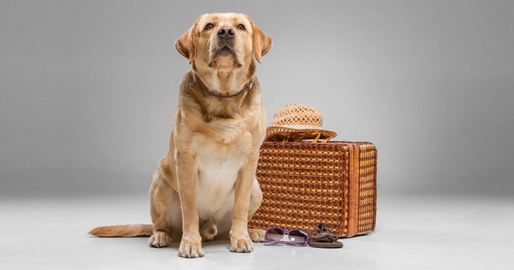 How can you travel to Italy with a dog? / Gtres