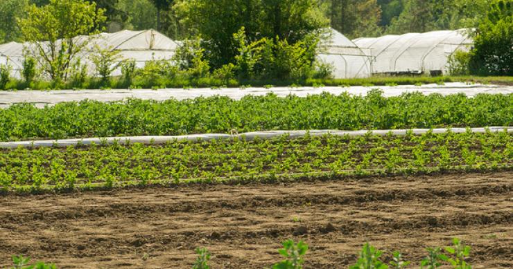 Cacolo IMU sui terreni agricoli