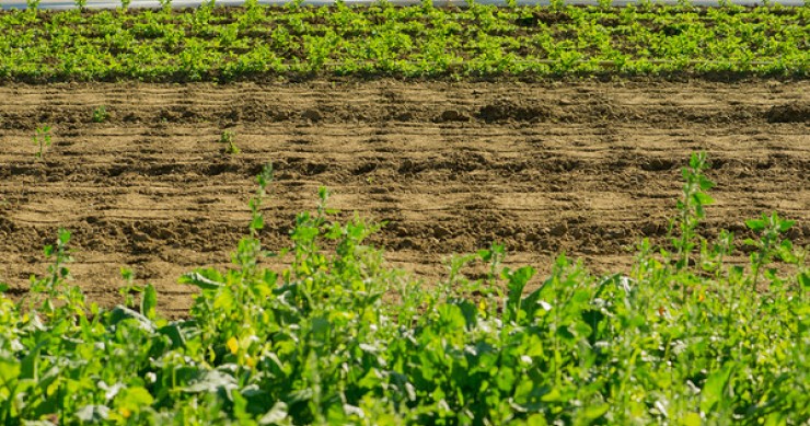Imu e Tasi terreni agricoli, cosa c'è da sapere