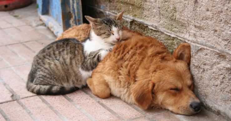 Hai un animale domestico? Forse non sapevi che esistono detrazioni e bonus