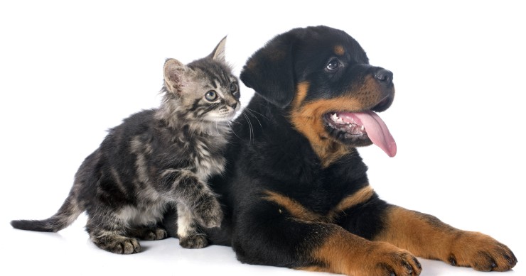 Tre consigli per garantire il comfort abitativo degli animali domestici