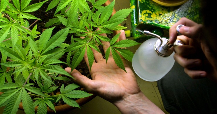 Coltivare cannabis in casa è legale, ma solo in alcuni casi