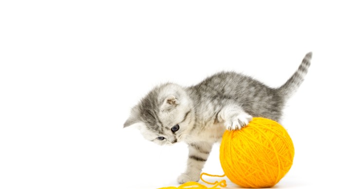 Casa a prova di gatto: alcuni consigli utili per l'arredamento