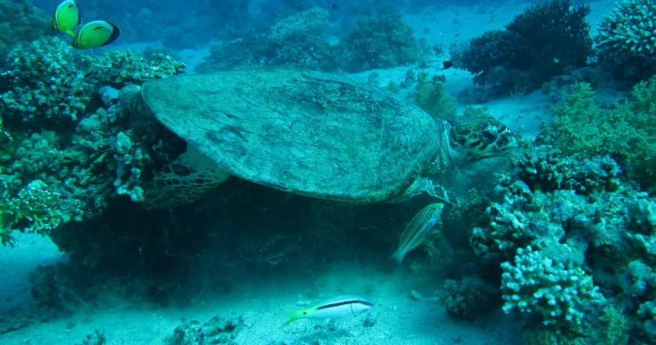 Aperiwild, il giro del mondo virtuale e in streaming del WWF