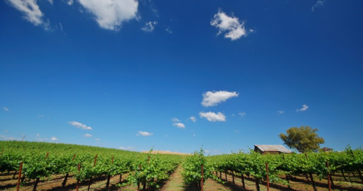 Una cantina è pronta a pagare 10mila dollari al mese per bere vino e vivere in California