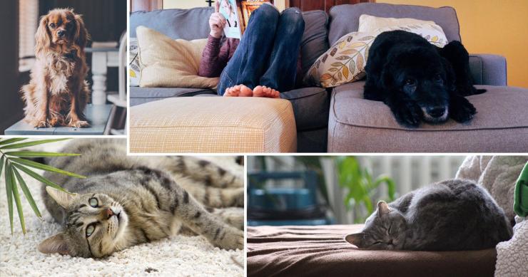 Come evitare che la tua casa abbia l'odore del cane o che il gatto distrugga il divano
