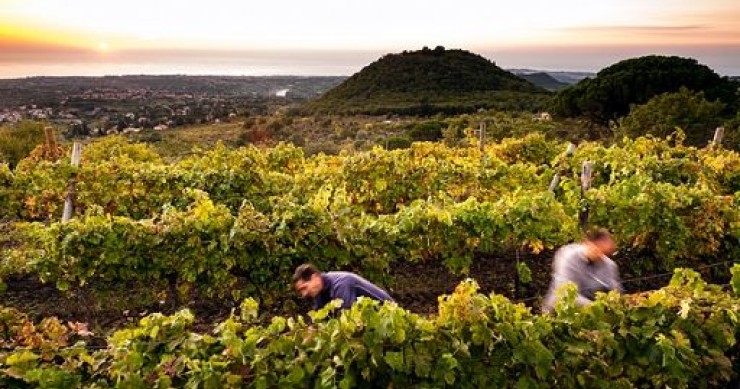 Toscana ancora prima meta per enoturisti, poi Piemonte e Sicilia