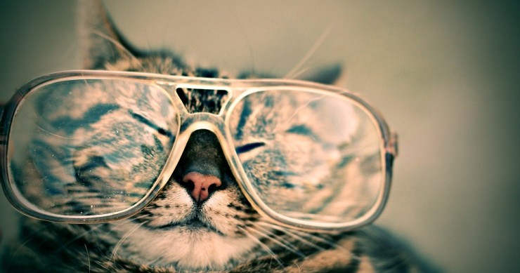 Cat Coffee, in Portogallo esiste un bar dove si possono portare (e anche adottare) i gatti