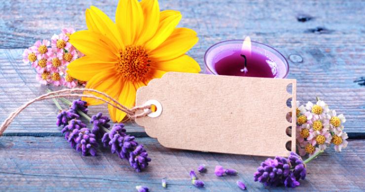 Cinque piante per tenere lontane le zanzare
