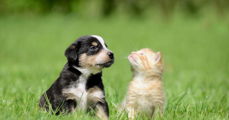 Andare in vacanza con gli animali domestici, alcune cose importanti da sapere