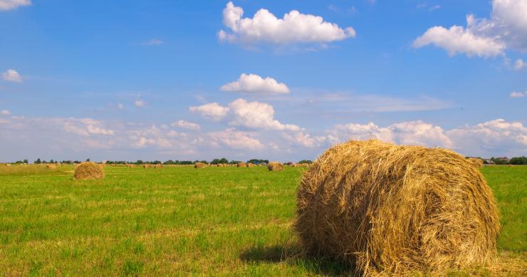 Usucapione di un terreno agricolo, cosa serve sapere