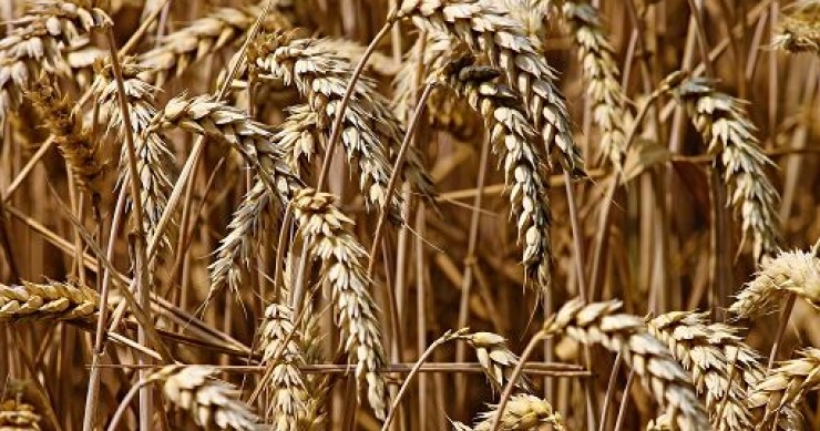 World pasta day, Cia: pi? sostegno a grano duro italiano
