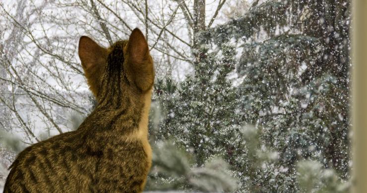 Isolare le finestre dal freddo