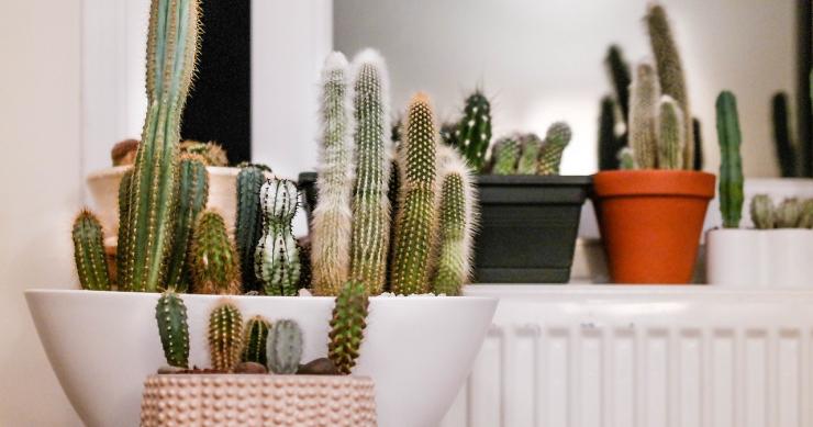 5 idee per arredare casa con le piante da interno