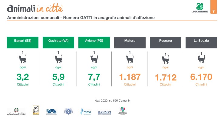 Festa del gatto 2022: i paesi in Italia con più e meno felini per abitante