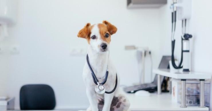 Detrazioni fiscali spese veterinarie