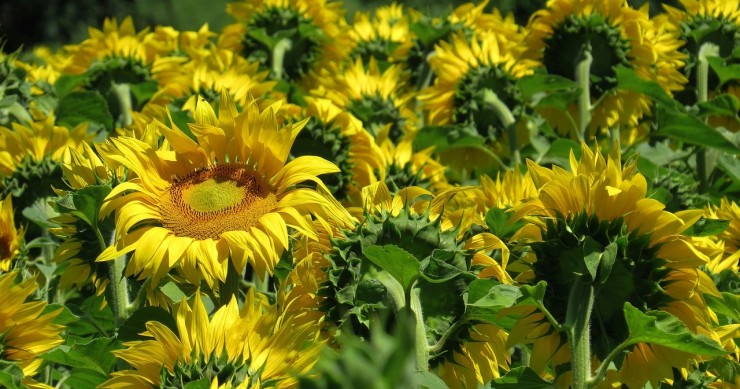 Aumento prezzo olio semi girasole