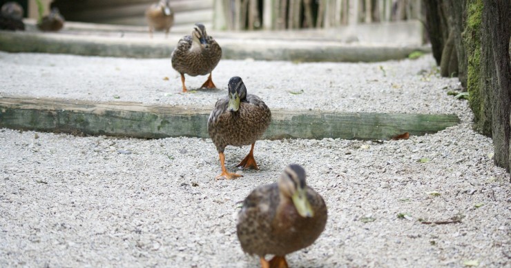 Superbonus 110, cessione del credito