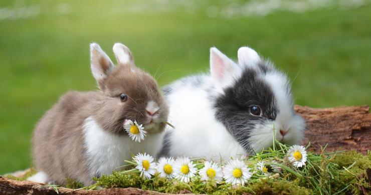 Green pass per Pasqua e pasquetta 2022