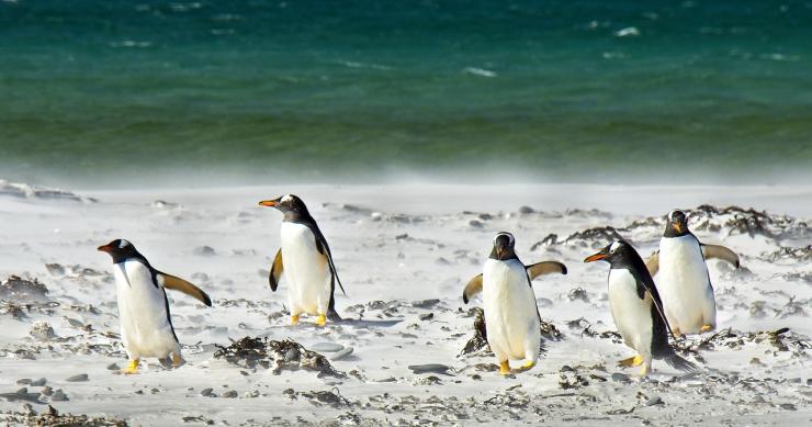 Offerta di lavoro incredibile ma vera: cercasi personale per contare pinguini al Polo Sud