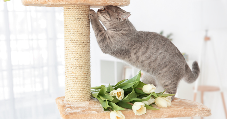 Arredamento per gatti