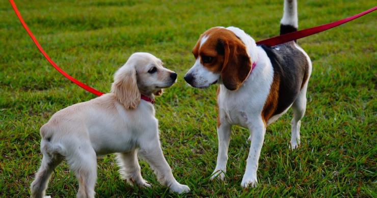 Come realizzare le aree condominiali per i cani