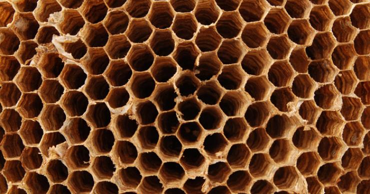 Cinque metodi per eliminare le vespe in casa e in giardino
