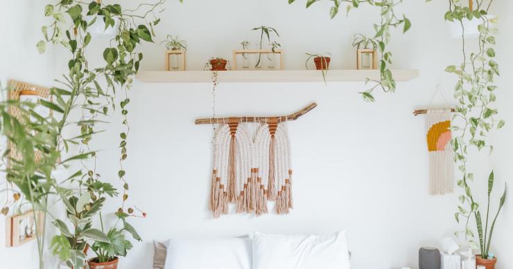 Cinque trucchi per far rivivere le tue piante dopo il caldo estivo